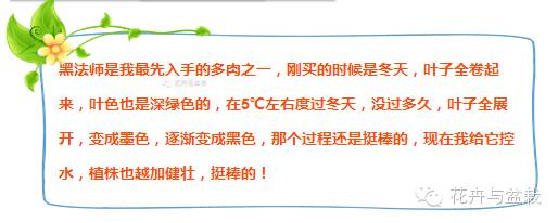 黑法师开花后怎么处理,黑法师花怎么养