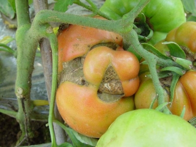 种植的番茄畸形果多缺什么元素,番茄果长畸形什么原因