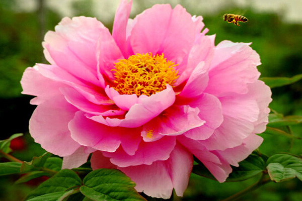 谷雨季节吃什么健脾祛湿,谷雨季节吃什么补脾胃