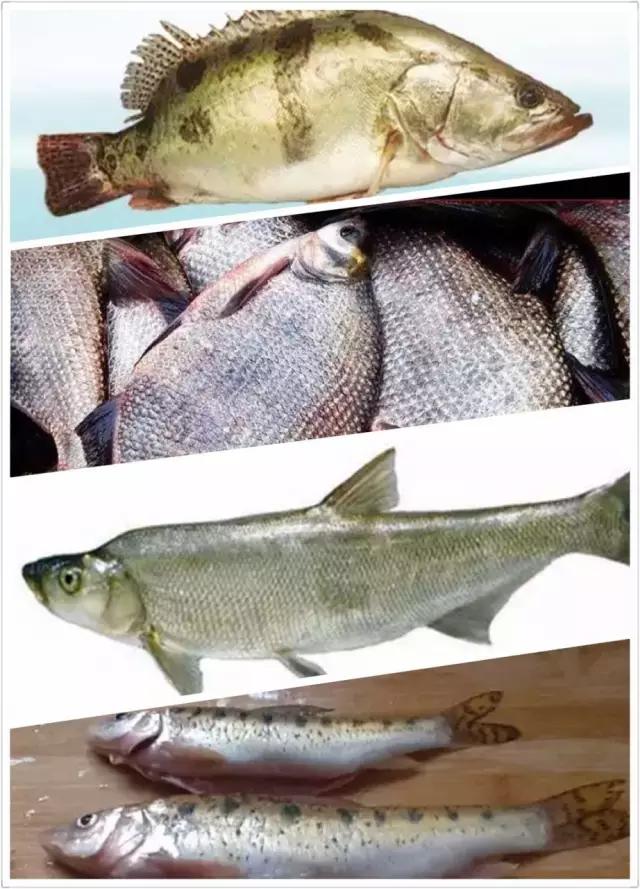 松花江开江鱼有哪些,松花江开江鱼味道