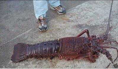 那些不认识的海鲜小干货,超级干货2022