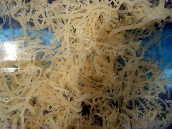 那些不认识的海鲜小干货,超级干货2022