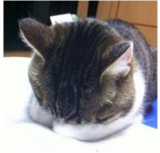 猫咪捂脸真可爱,猫咪害羞捂脸