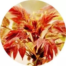 4种食物能消除妇科炎症,哪些食物预防妇科病