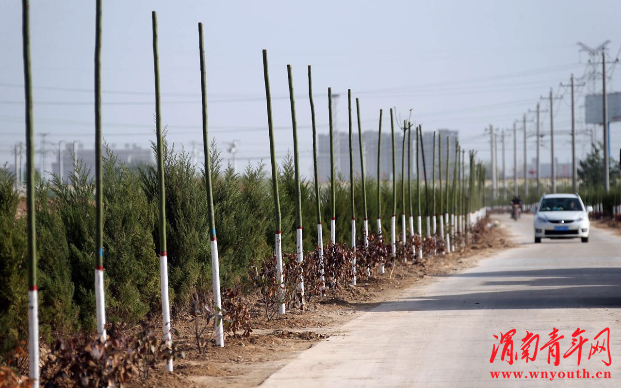 大荔县许庄镇美丽乡村,大荔县许庄镇全景图