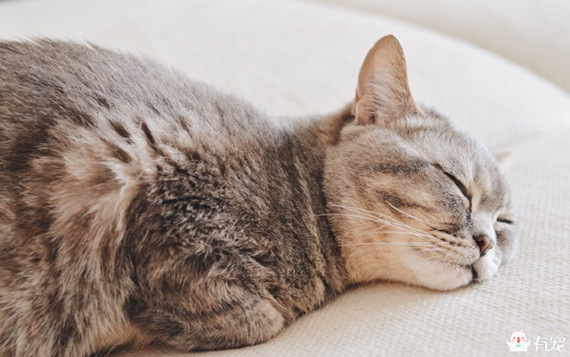 喵星人形象演绎痛经到底有多痛?