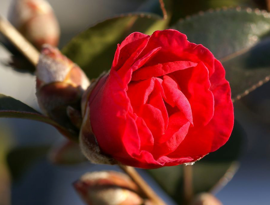 香奈儿山茶花有几种版本,香奈儿喜欢的茶花是什么品种