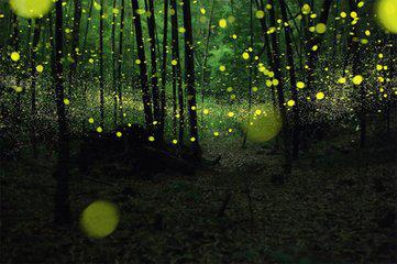 将南瓜子稍加“调教”不可思议的一幕发生了！