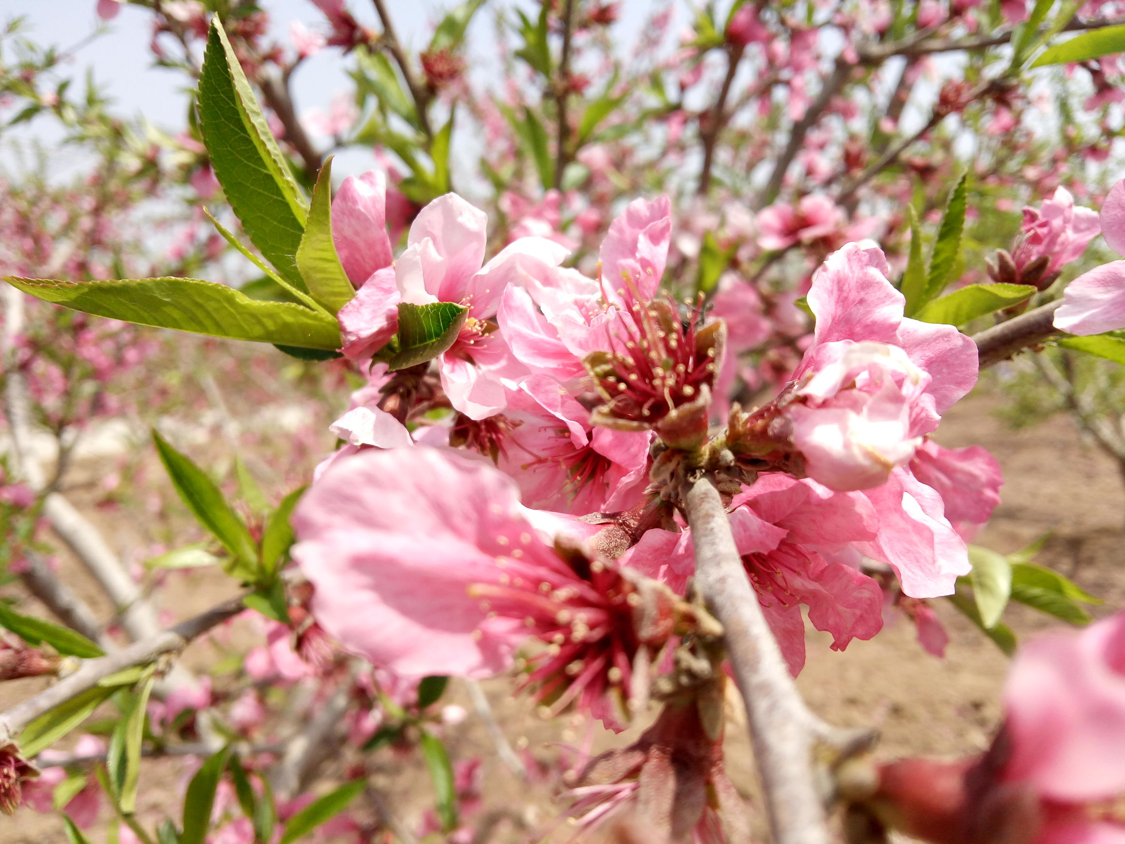 郑玄故里,灵秀小镇,峡山一颗靓丽的明珠。