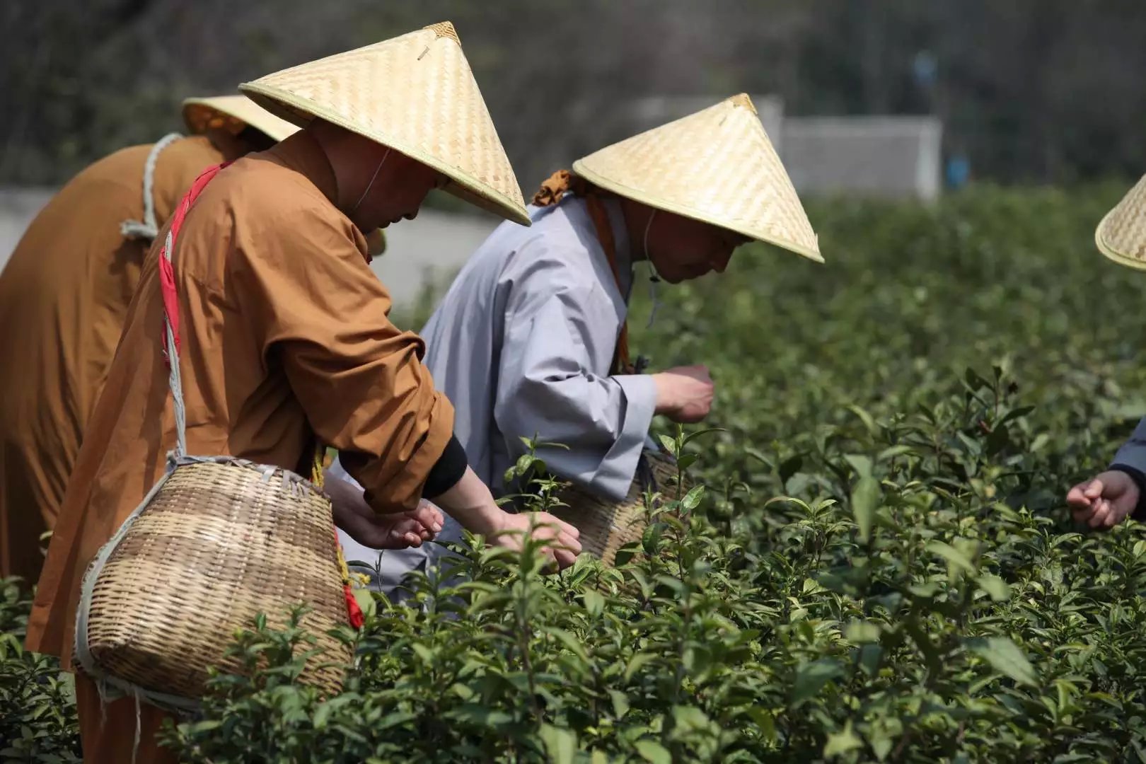 宝华山森林公园隆昌寺图片,宝华山森林公园隆昌寺
