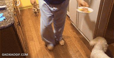 萨摩与哈士奇兄弟绝对是史上最逗B的组合