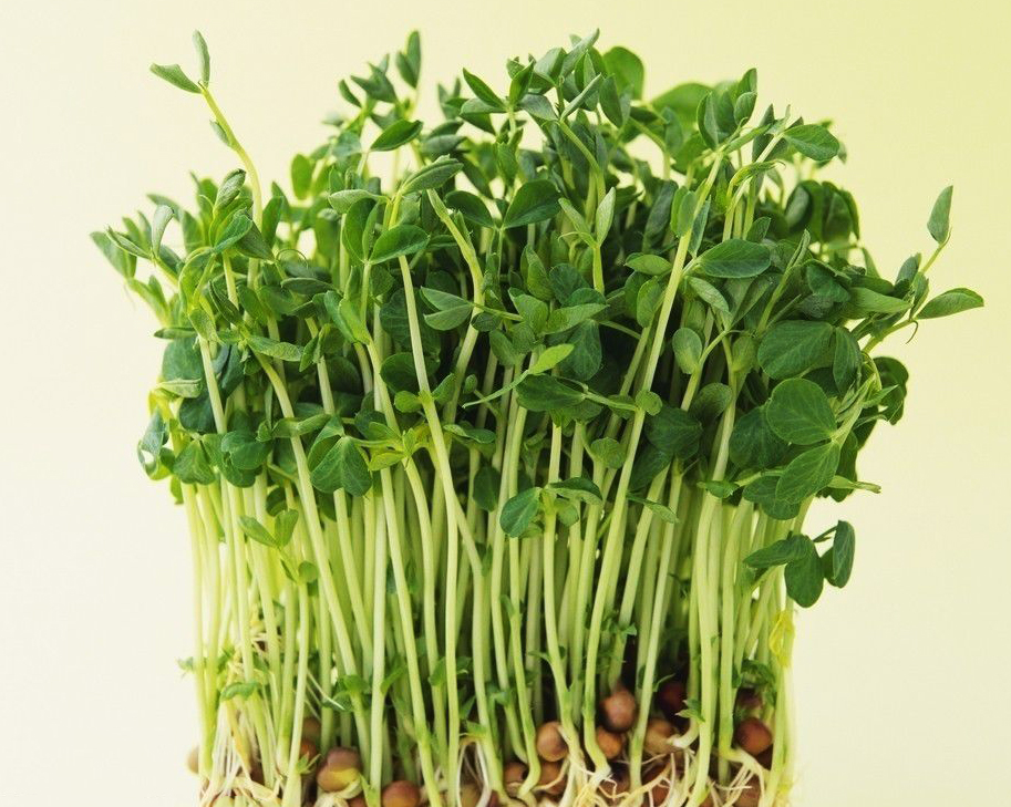 最全的芽苗菜种植技术省钱又生态,芽苗菜在家大量种植