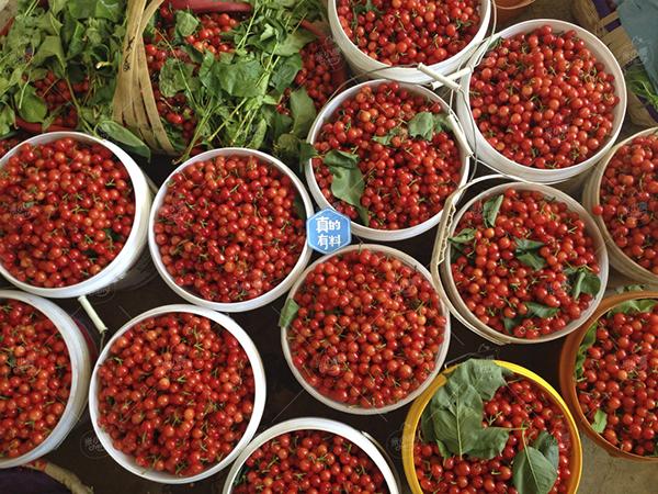 米易樱桃和凉山小樱桃,攀枝花米易黄草小樱桃