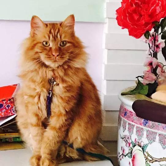 上海领养代替购买,上海领养孩子有补贴吗