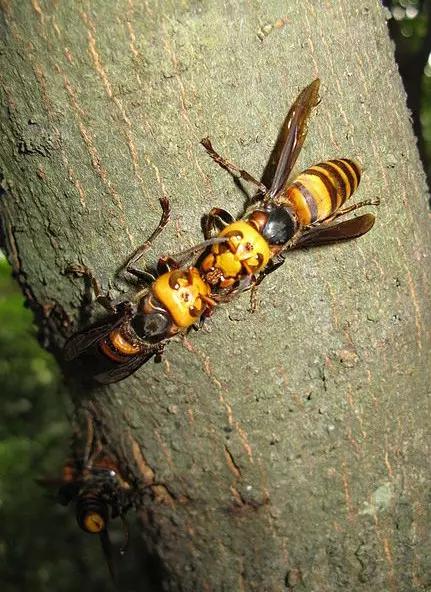 哪些昆虫有三对足两对翅一对触角,什么昆虫是三对足两对翅一对触角