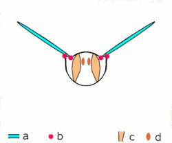 什么昆虫六条腿两个牙齿,什么是昆虫昆虫的定义是什么