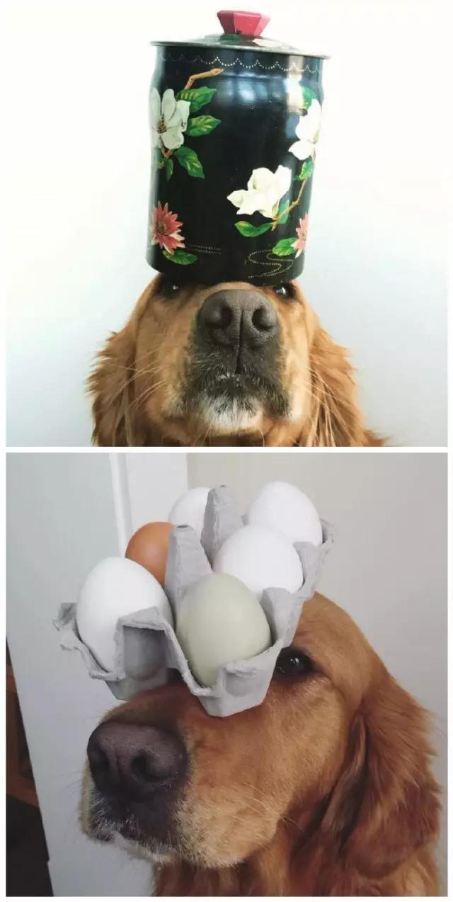 狗狗控萌图第660期,一张图看出狗狗诡计多端柯基