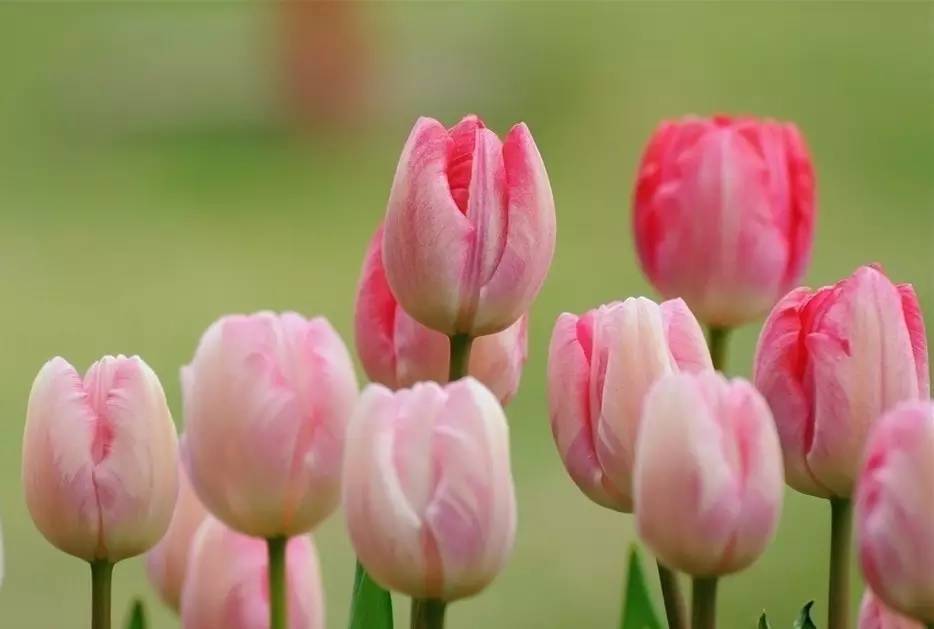 春美人美花也美,假日赏花怎么打扮?