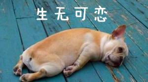 离中考还有100天给孩子的鼓励,离中考还有20多天540分来得及吗