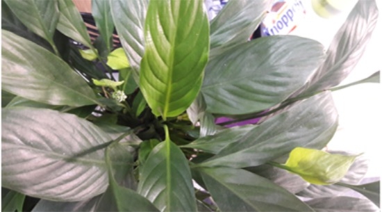 扛大旗的重任,三星galaxyj3评测