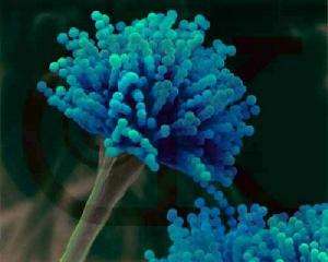 养鸟都会有哪些治疗方法,养鸟会出现的问题