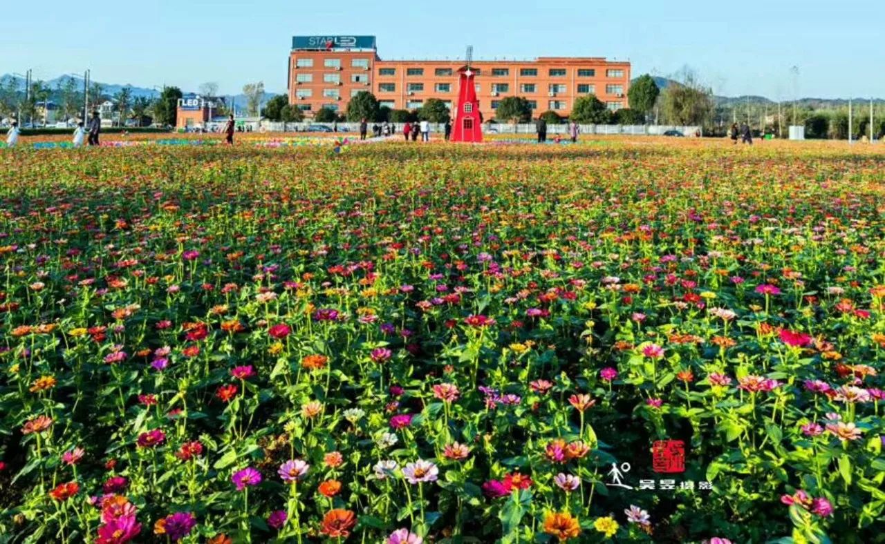 富阳金沙岛花海,富阳花海网红景点