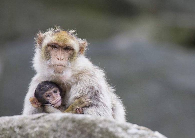 孩子害怕小动物怎么办,看见小动物就害怕怎么办