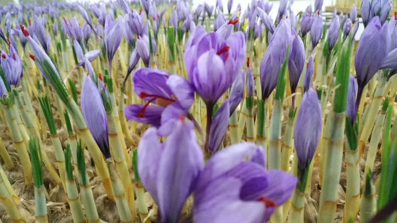 了不得！高大上的名贵中药藏红花“落户”章水