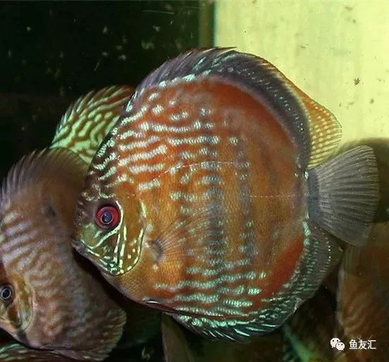 野彩和家彩的饲养区别,野彩到底好不好养