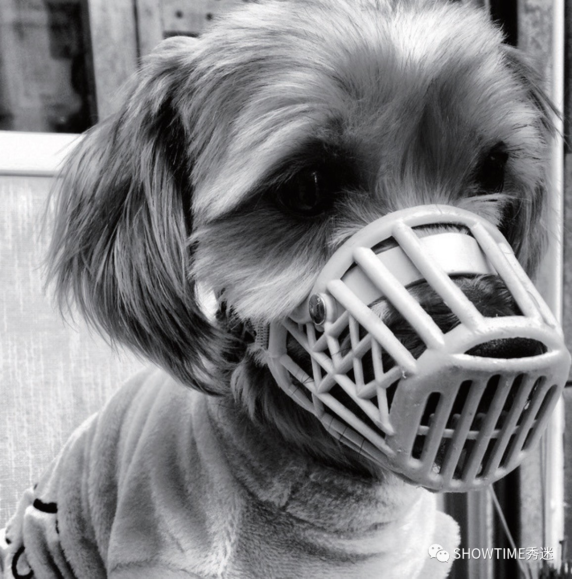 肠胃炎离细小有多远？