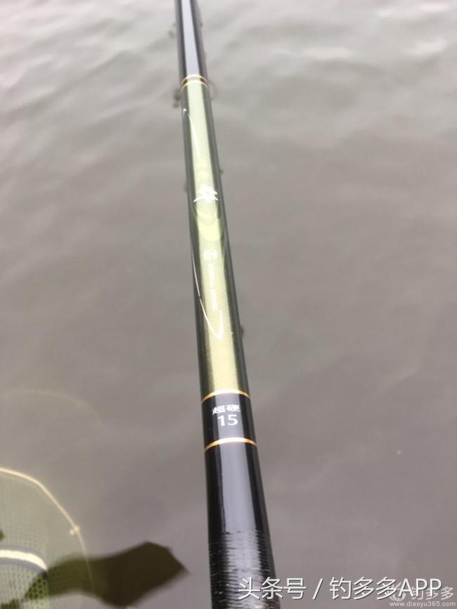 奔横县只为巴西雕，遇降温无奈成掐鲤