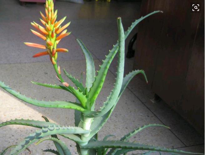 芦荟开花代表什么,你们知道芦荟花的花语吗