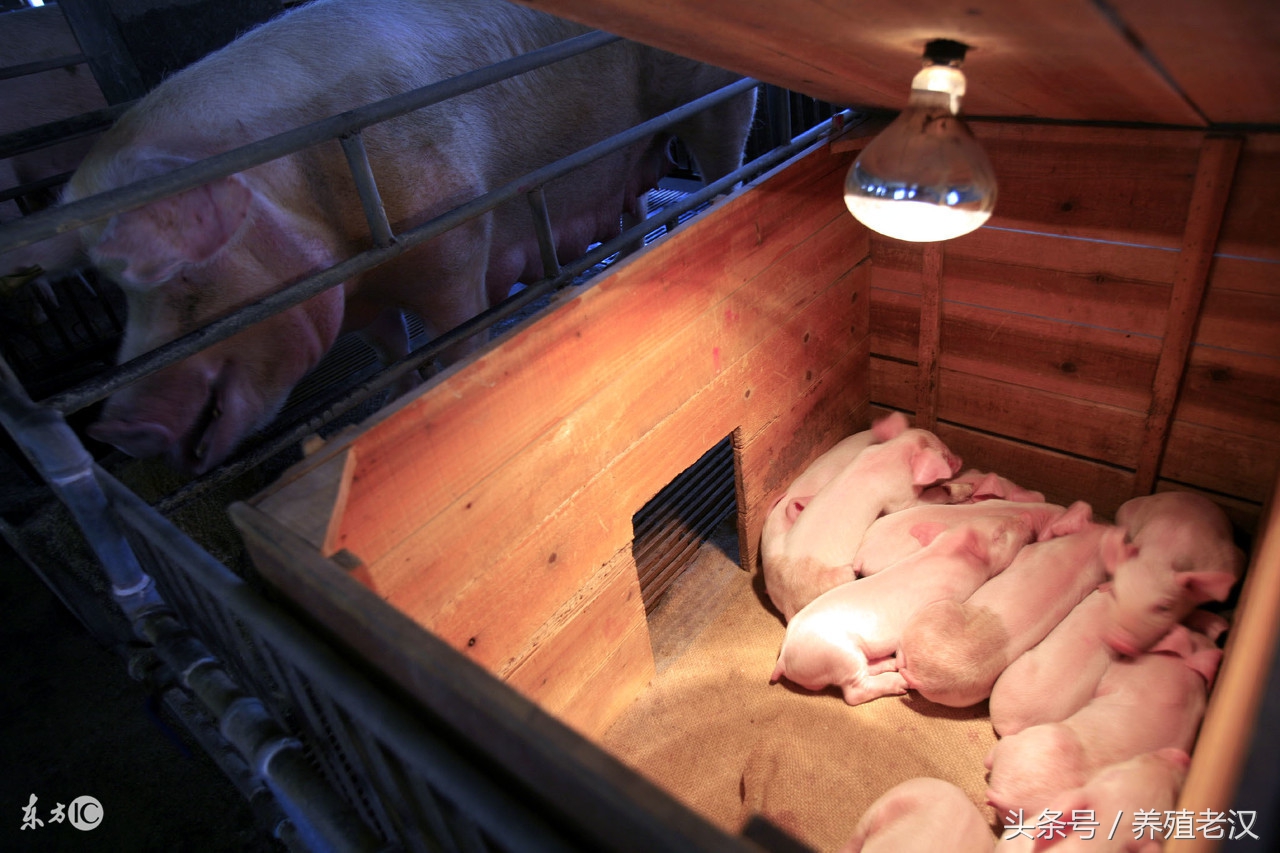 母猪产子如何护理视频,母猪的饲养管理和如何增加产仔数