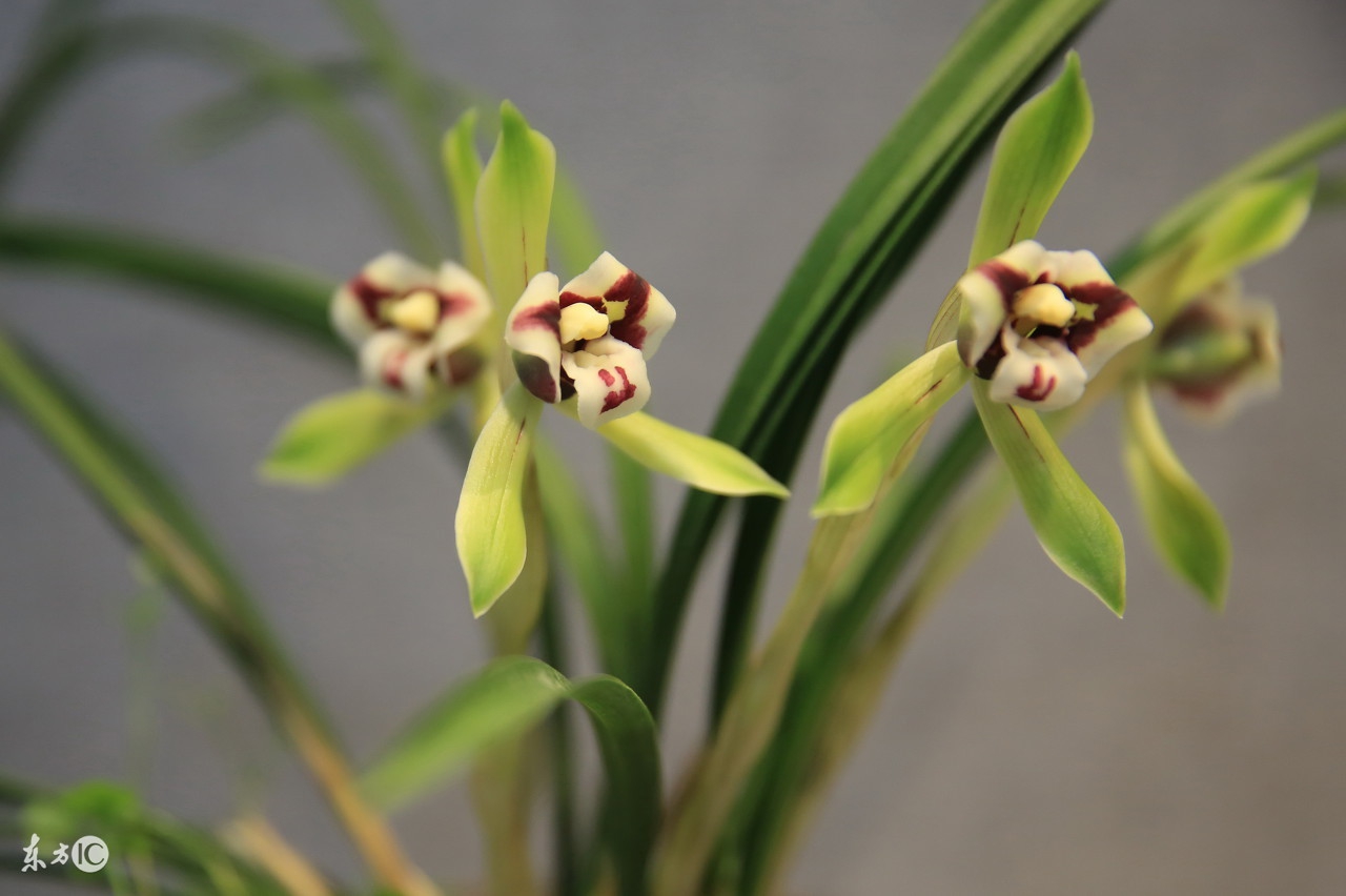 贵州省最名贵十种兰花,最名贵十种兰花剑阳蝶