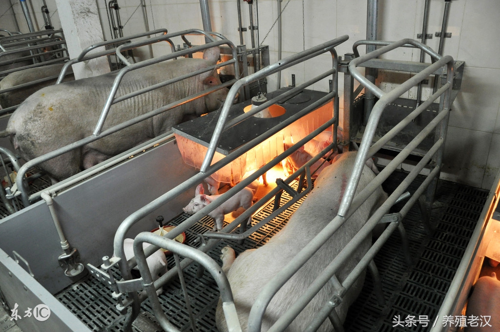 母猪产子如何护理视频,母猪分娩期过两天正常吗