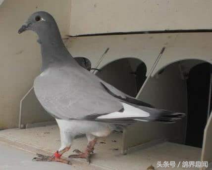 信鸽咳喘是啥原因引起的,鸽子支气管炎怎么引起的