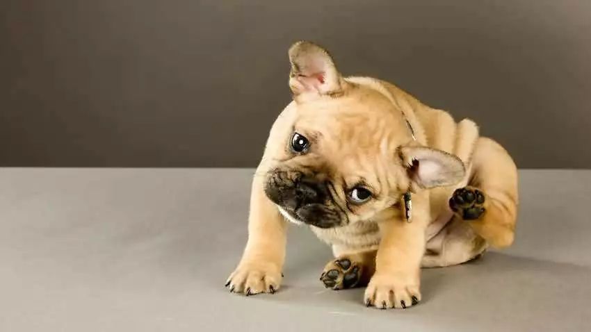 狗狗驱虫一次又发现有虫正确吃法,狗有虫子吃什么驱虫药