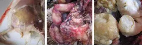 大肠杆菌的分类,大肠杆菌分类方法