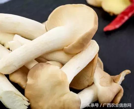 秀珍菇设施栽培高产新技术有哪些,秀珍菇工厂化高产栽培技术视频