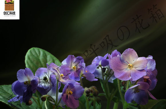 紫罗兰的养殖方法水培,紫罗兰盆栽养殖方法和注意事项