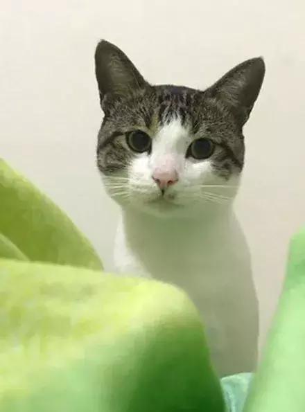 网友家的猫坐键盘上，偶然竟打出这几个字，可以说，细思极恐了！