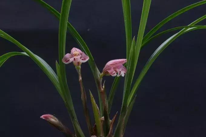 怎么把鲜花做成标本不会枯萎,透明树脂胶怎么制作鲜花标本