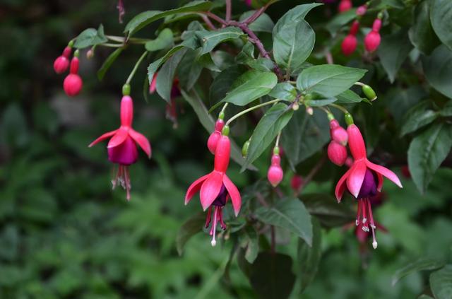 花卉上有虫害怎么办小妙招,家庭盆栽花卉如何防护虫害