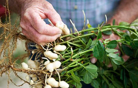 胃不好吃什么养胃最好女人,胃不好吃什么养胃养生食谱窍门