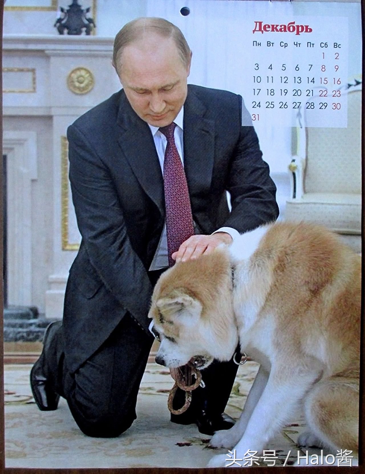 普京的所有狗狗照片,普京和他的柴犬