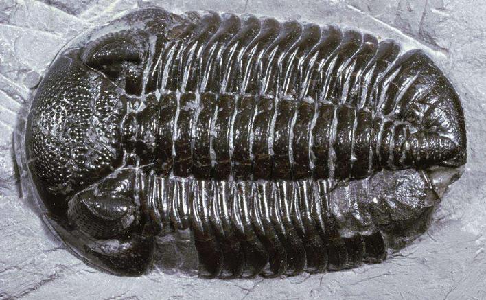 寒武纪有哪些奇怪的生物,寒武纪生物大爆发最主要特征