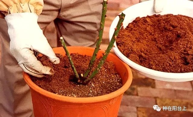 艳慕地中海风格的蔷薇鲜花拱门吗？十步骤即可在你家阳台上实现！