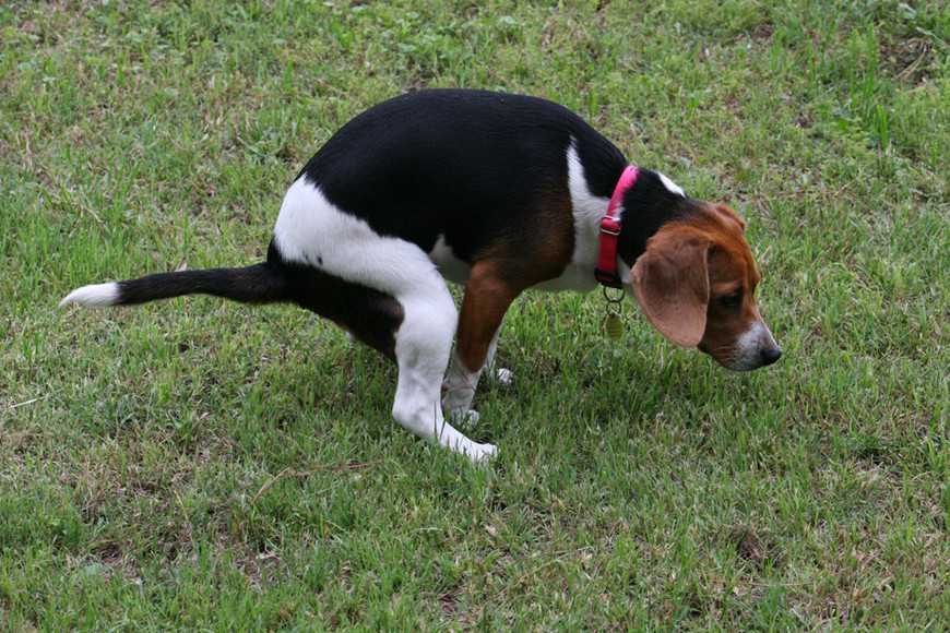 猫咪又拉又吐是狂犬病吗,猫咪又吐又拉排除猫瘟是什么原因