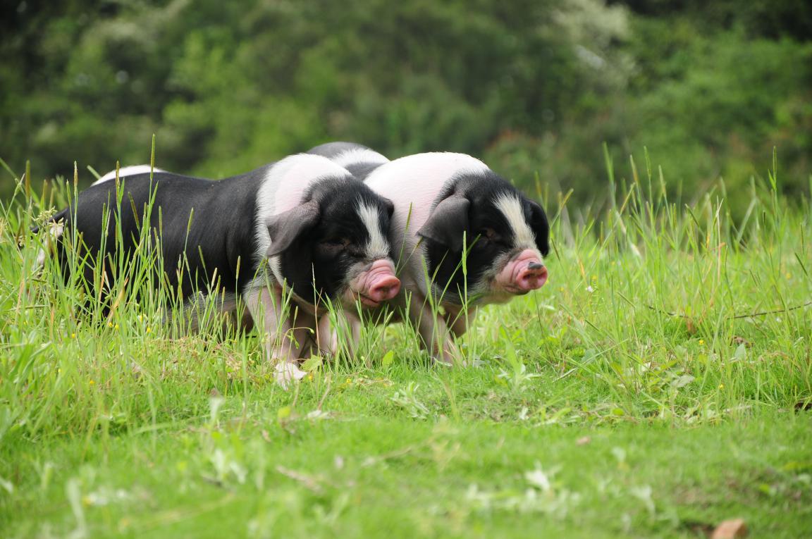 国内好品种猪排名榜最新,猪的品种有哪些哪种猪好养