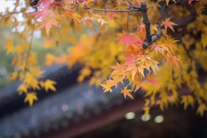 罗莱夏朵杭州紫萱度假村招聘,罗莱夏朵紫萱度假村logo